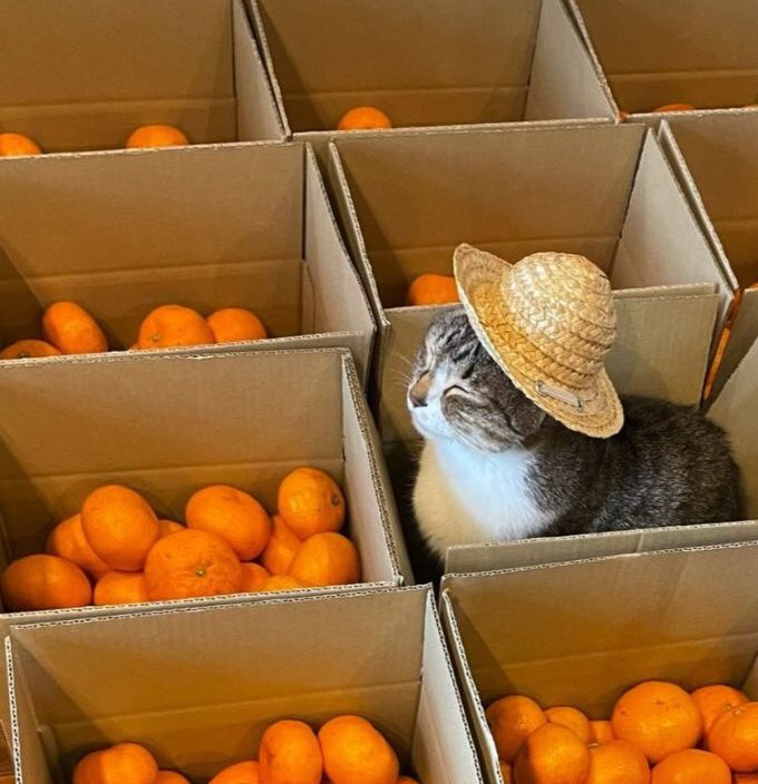 ฉะหวัดดีจ้ะพี่ๆ หนูมาช่วยแม่ขายฉ้มลอละฉิบบาทฉองโลยี่สิบบาทจ้ะ