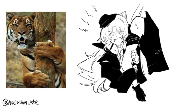🐯🐯🐯 