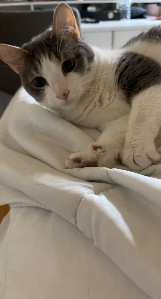 cappedshadow's tweet image. Cat.