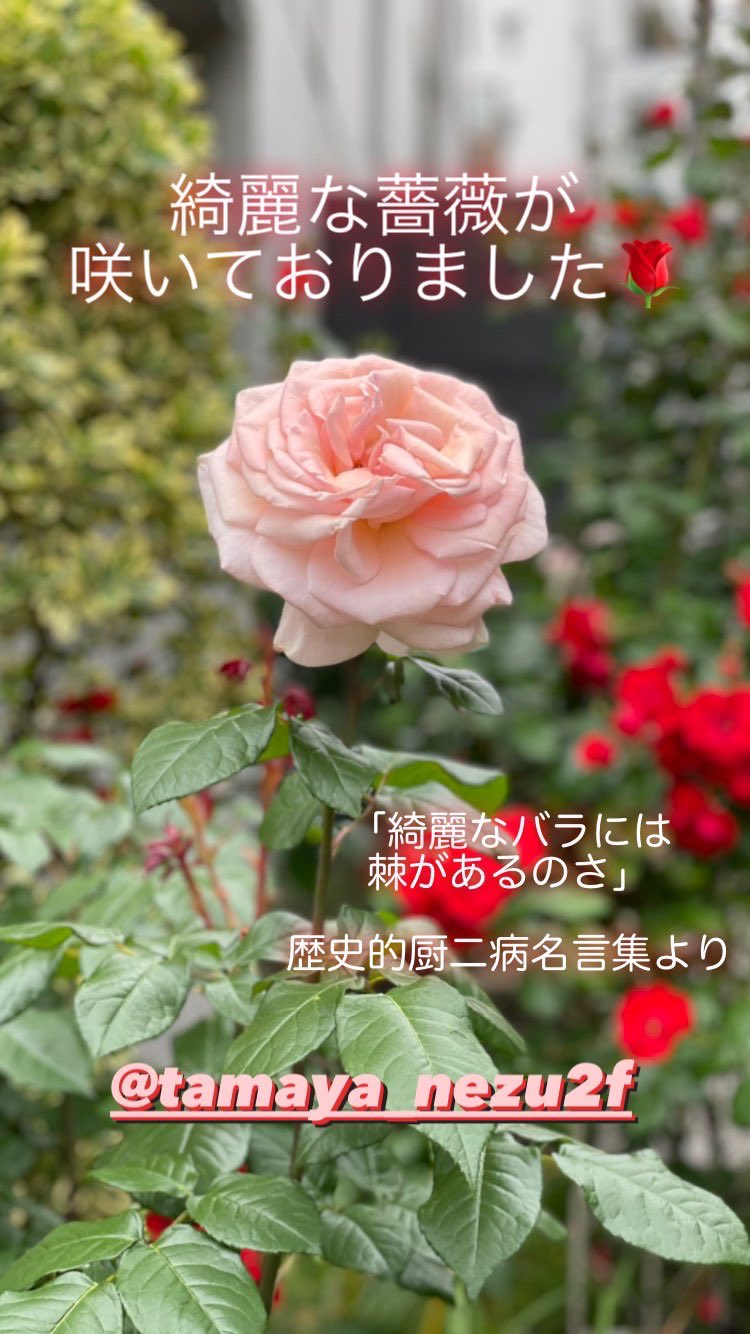 Tamaya Nezu2f 綺麗なバラには トゲがあるのさ 厨二病丸出しの名言を思い出してしまいました Tamaya根津店 Twitter家庭料理部 Twitter晩酌部 料理好きな人と繋がりたい T Co T3nt43ronx Twitter