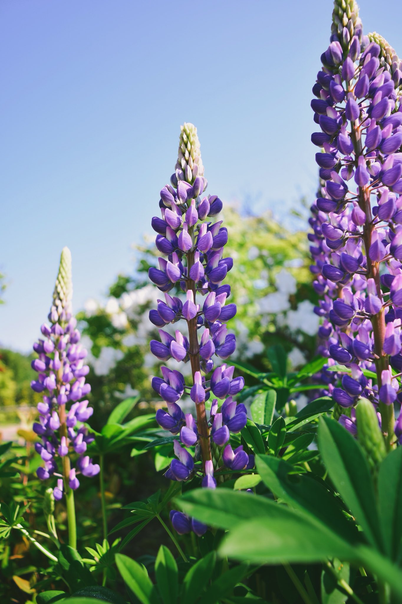 公式 フラワー ガーデン森の風 ルピナスが見頃です 年々大きくなってきました ホテル森の風鶯宿 フラワー アンドガーデン森の風 鶯宿温泉 東北 岩手 雫石 岩手旅行 岩手観光 ノボリフジ ルピナス T Co 1dgammy61z Twitter