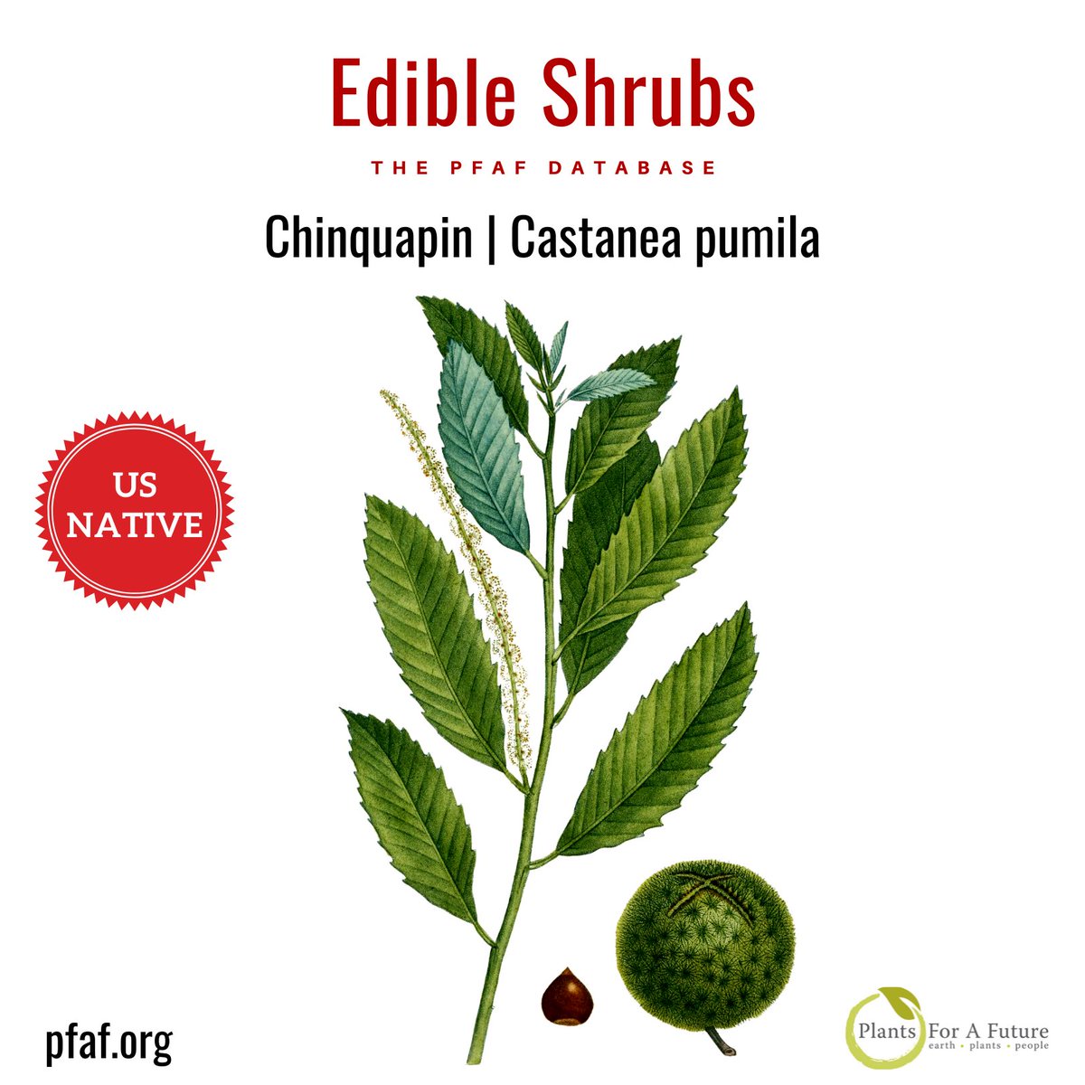 Edible Shrubs. Chinquapin | Castanea pumila. The sweet, nutty flavoured seeds are very acceptable raw with a superior flavour to sweet chestnuts (C. sativa). They are harvested in late summer into autumn. pfaf.org/plants/chinqua…