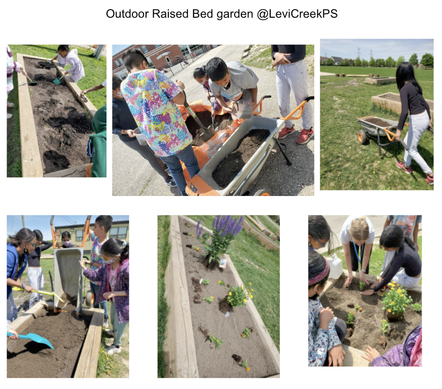 levi_creek's tweet photo. @LeviCreekPS Outdoor garden take shape, thanks @CVC_CA for soil rehab tips. Eco Club in action, weed, prep, plan and plant vegie/herbs &amp; pollinators for SDGs responsible production. Parent volunteers/Lunch Supervisors, thanks! Great Learning, Time to care, learn &amp; grow! @PDSB_eco https://t.co/pd40rhL4Sv