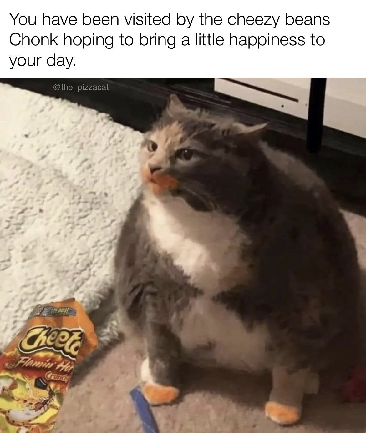 you got this cat meme