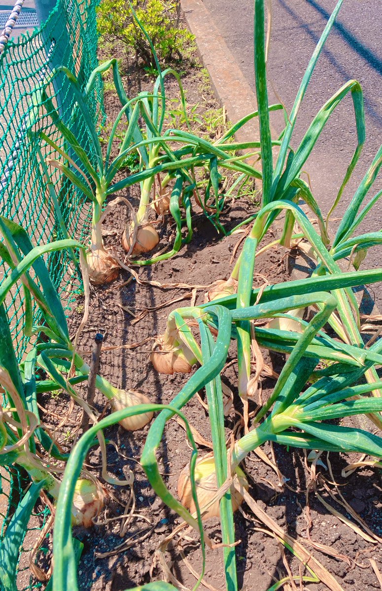 駐車場の脇を利用して、
 #玉ねぎ が栽培されていました

春にどんどん大きくなって
出荷されていくのが、玉ねぎです！

食料自給率が4割を切り、
年々最低を更新しつつあります💧
ちょっとした場所と
自分にとって楽しく作れる
野菜を見つけて
育ててみたいと思いました！

 #地球村フェス