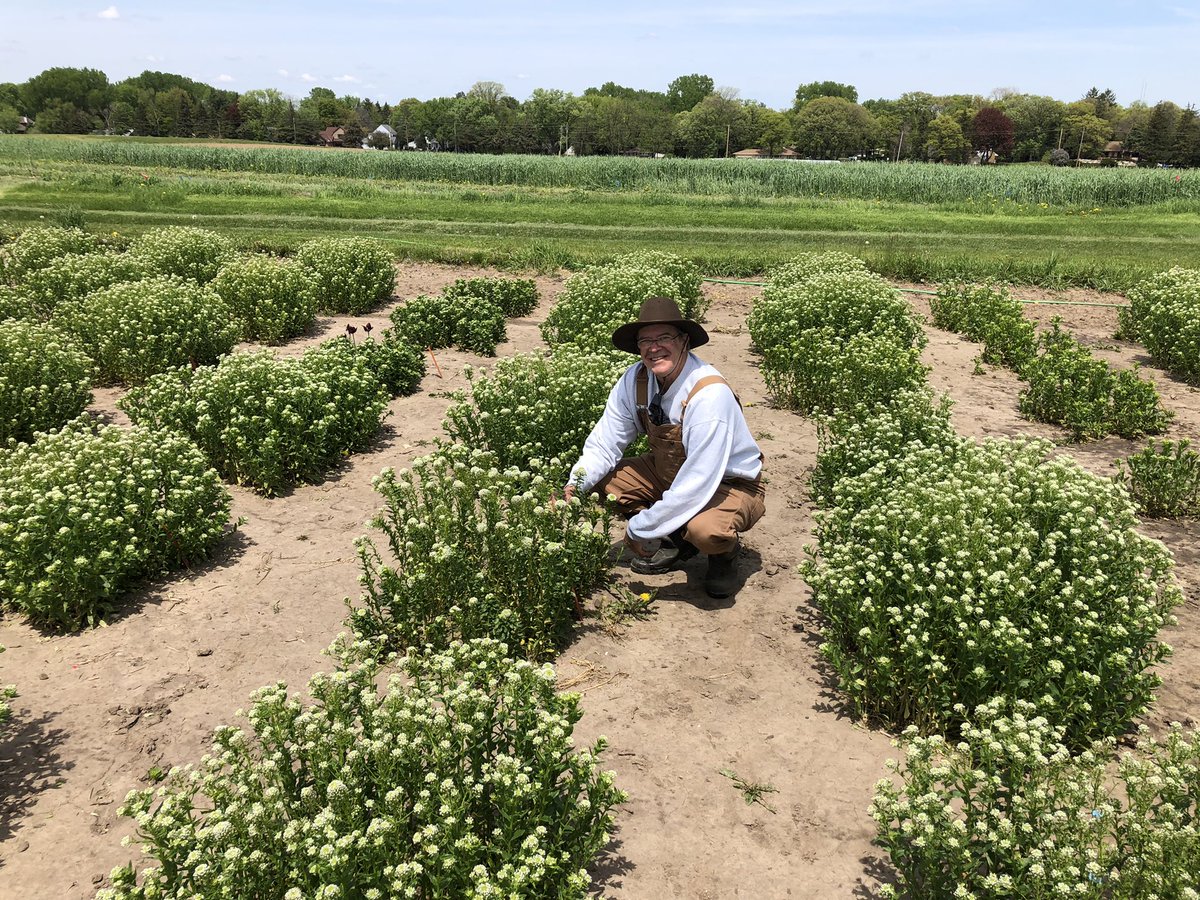dlwyse's tweet photo. Forever Green crops 5-24-22 Silflower, pennycress with Dr. Marks, pennycress Camelina https://t.co/uT1fwDjCnP