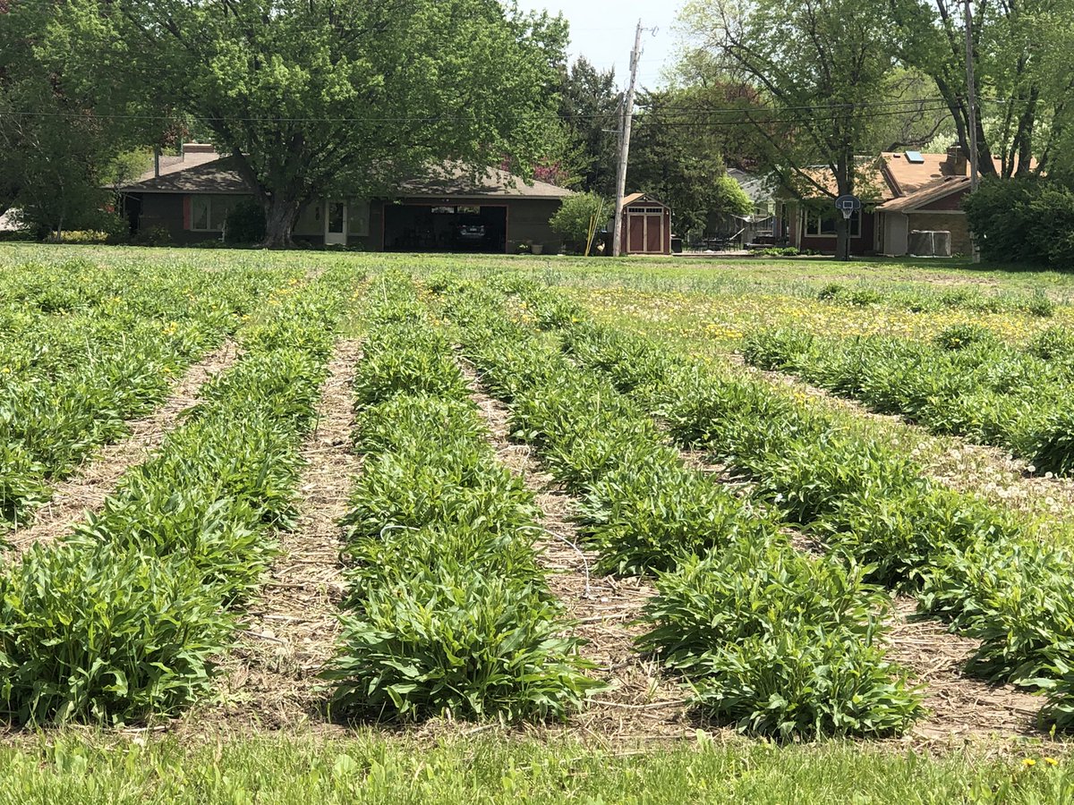 dlwyse's tweet photo. Forever Green crops 5-24-22 Silflower, pennycress with Dr. Marks, pennycress Camelina https://t.co/uT1fwDjCnP