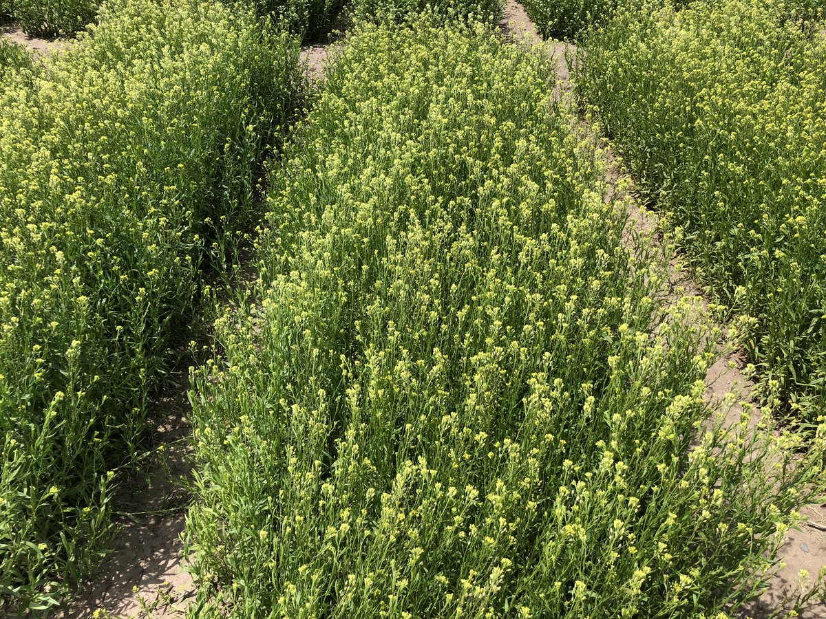 Forever Green crops 5-24-22 Silflower, pennycress with Dr. Marks, pennycress Camelina