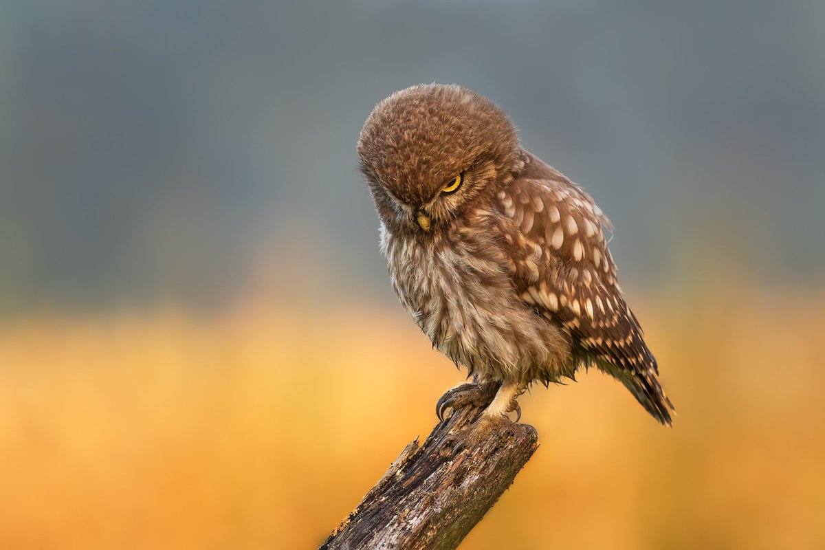 Little owl (Athene noctua)
Look that kills, this owls are so charismaric, really fun to watch.
#littleowl 
#owl #owls 
#athenenoctua 
#wildlifephotography 
#birdphotography