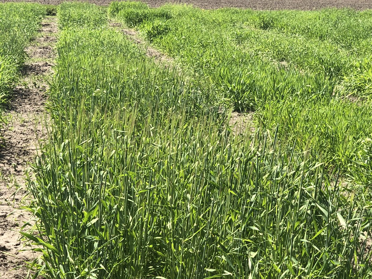 Forever Green crops 5/25/22 Perennial flax, winter pea, winter barley