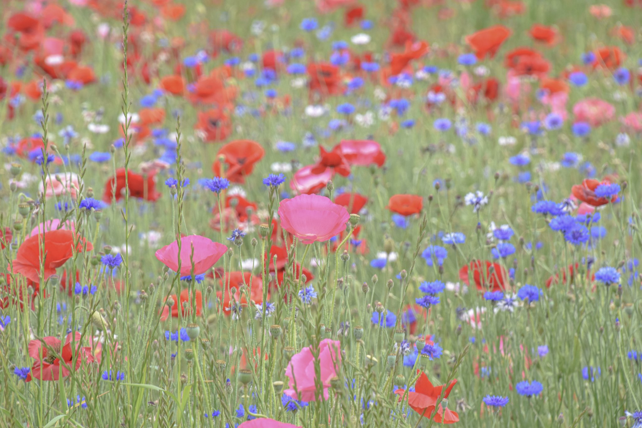 𝐊 𝐭𝐬𝐮𝐭𝐨𝐦𝐮 𝐩𝐡𝐨𝐭𝐨 𝐝𝐞𝐬𝐢𝐠𝐧 ja梨北双葉支店近くの岩森ポピー畑 ピークは過ぎたみたいですが綺麗に咲いています 花畑では 推し を一輪決めて そこを中心に全体を撮るといい感じになりますよ 写真好きな人と繋がりたい 𝐊 𝐭𝐬𝐮𝐭𝐨𝐦𝐮 𝐩𝐡𝐨𝐭𝐨 𝐝𝐞𝐬𝐢𝐠𝐧 ja梨北双葉支店近くの岩森ポピー畑 ピークは過ぎたみたいですが綺麗に咲いています 花畑では 推し を一輪決めて そこを中心に全体を撮るといい感じになりますよ 写真好きな人と繋がりたい