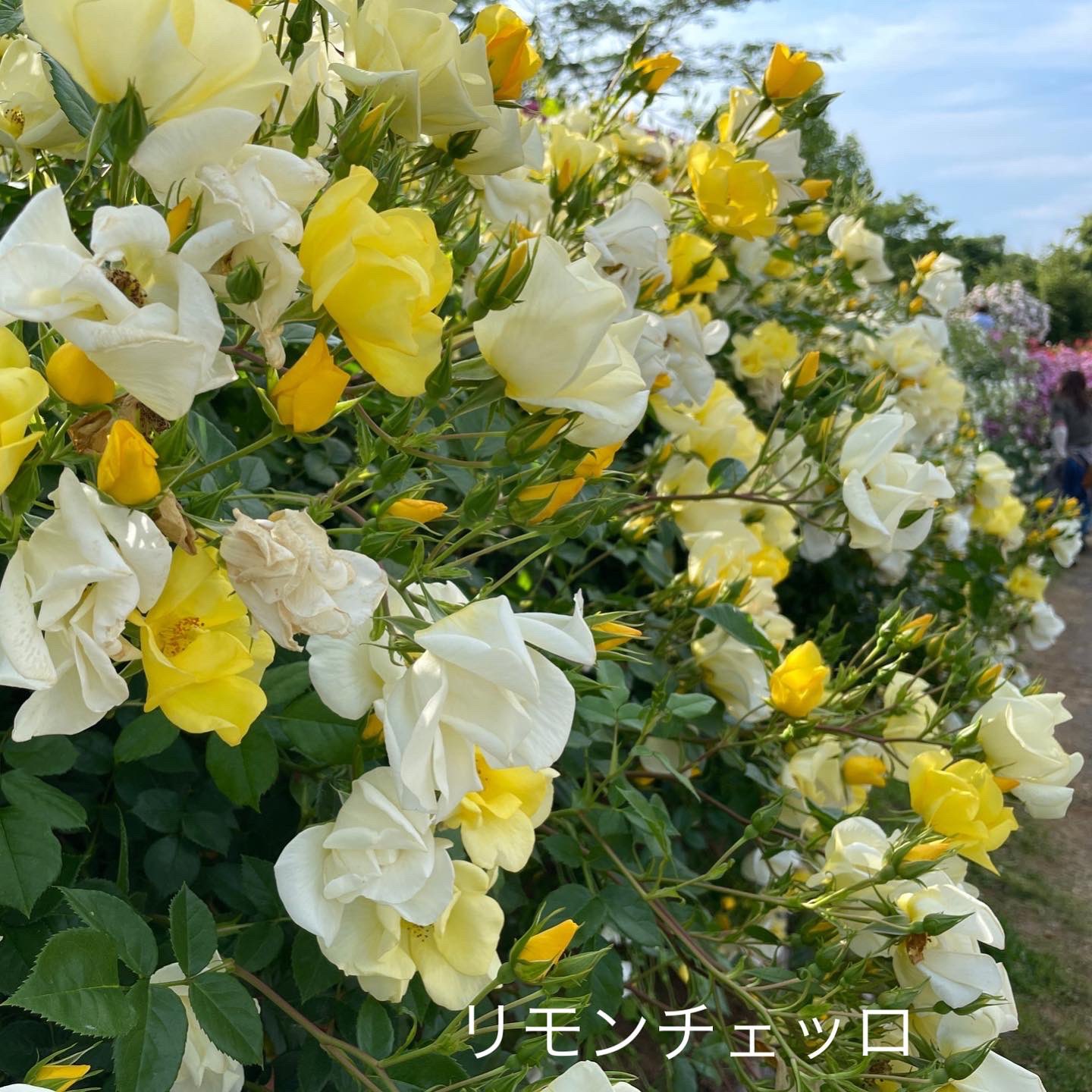 京成バラ園 公式 春バラ 只今見頃です 本日の庭園 本日の庭園のバラは黄色いバラ特集 見ていると明るくハッピーな気分に リモンチェッロ イルミナーレ は通販でも絶賛販売中です 京成バラ園通販はコチラ T Co