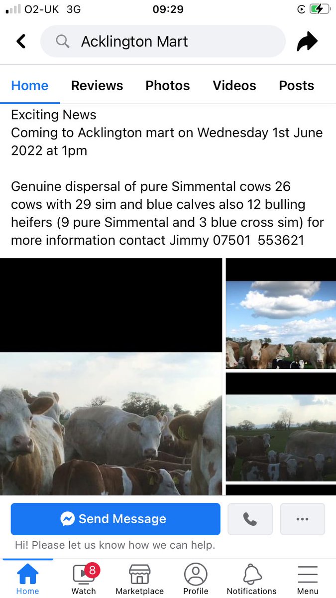 highgreenbury's tweet photo. Dispersing our suckler herd next week. Very genuine herd of homebred cows/heifers with calves at foot. Dm me for any more info. @britishsimms #beef365 https://t.co/DVcoO73uZa