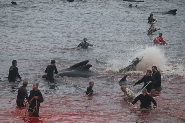 Seasaver's tweet photo. Sad news. In the second hunt of 2022 in the Faroe Islands around 100-120 pilot whales were cruelly slaughtered late last night. 

Read more here https://t.co/w8TCrOxVbA https://t.co/wrrjzRQsLj