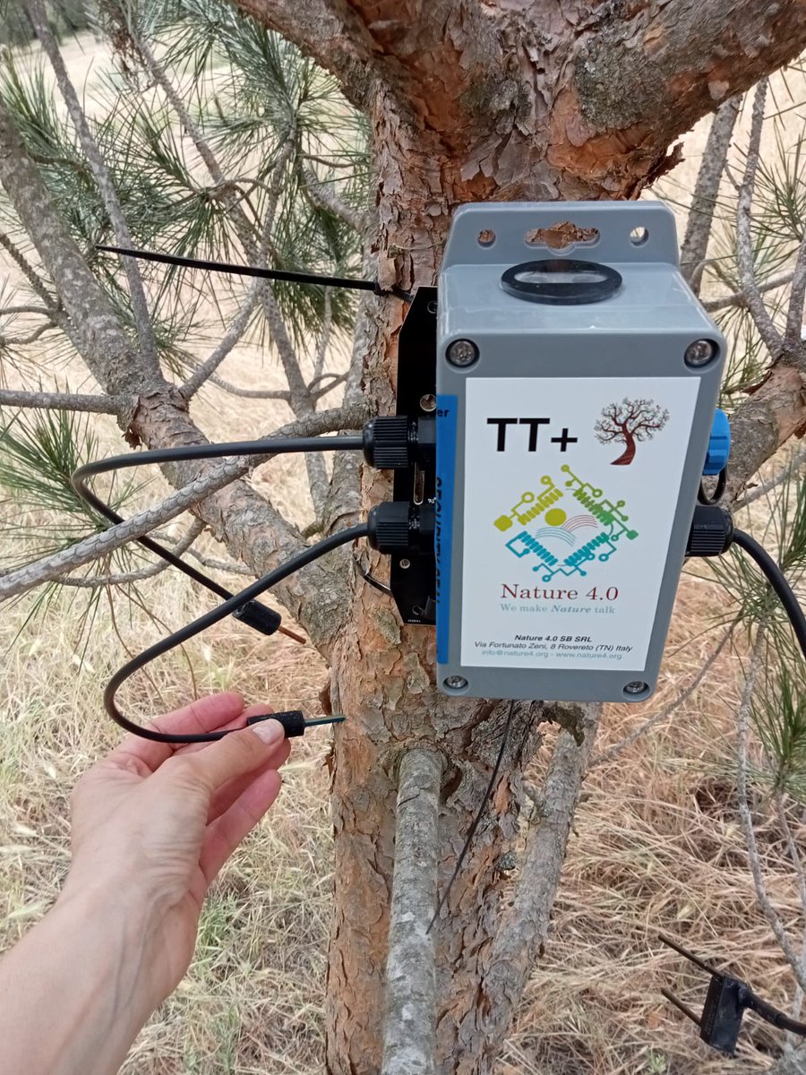 go_pinea's tweet photo. @FCesefor  ha instalado sensores terrestres del #gopinea en los dos huertos clonales de #pinuspinea que el Servicio Territorial de Medio Ambiente de Valladolid @naturalezacyl mantiene desde hace años junto con el @INIA_es  en esta provincia. https://t.co/8zfTnddjwF