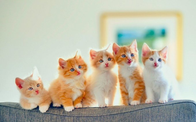 linaida18's tweet photo. A group of kittens that are very healing series😊😊instantly fell in love https://t.co/ZqRMmEHdjB