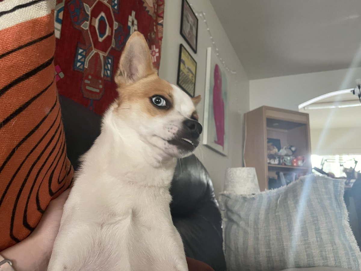 PhantomJukebox_'s tweet photo. Who gave her the right to be both funny AND pretty??? Who????? #orderoftheunderbite #hailtheunderbite #praiseziggy #petsofpodcasting #pawcast ??? https://t.co/jNJEvvDro3