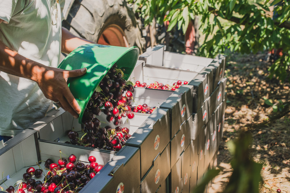 La saison des #cerises 🍒🇫🇷 débute !
Nous souhaitons une bonne campagne au premier #fruit qui annonce l’arrivée de l’été ☀️