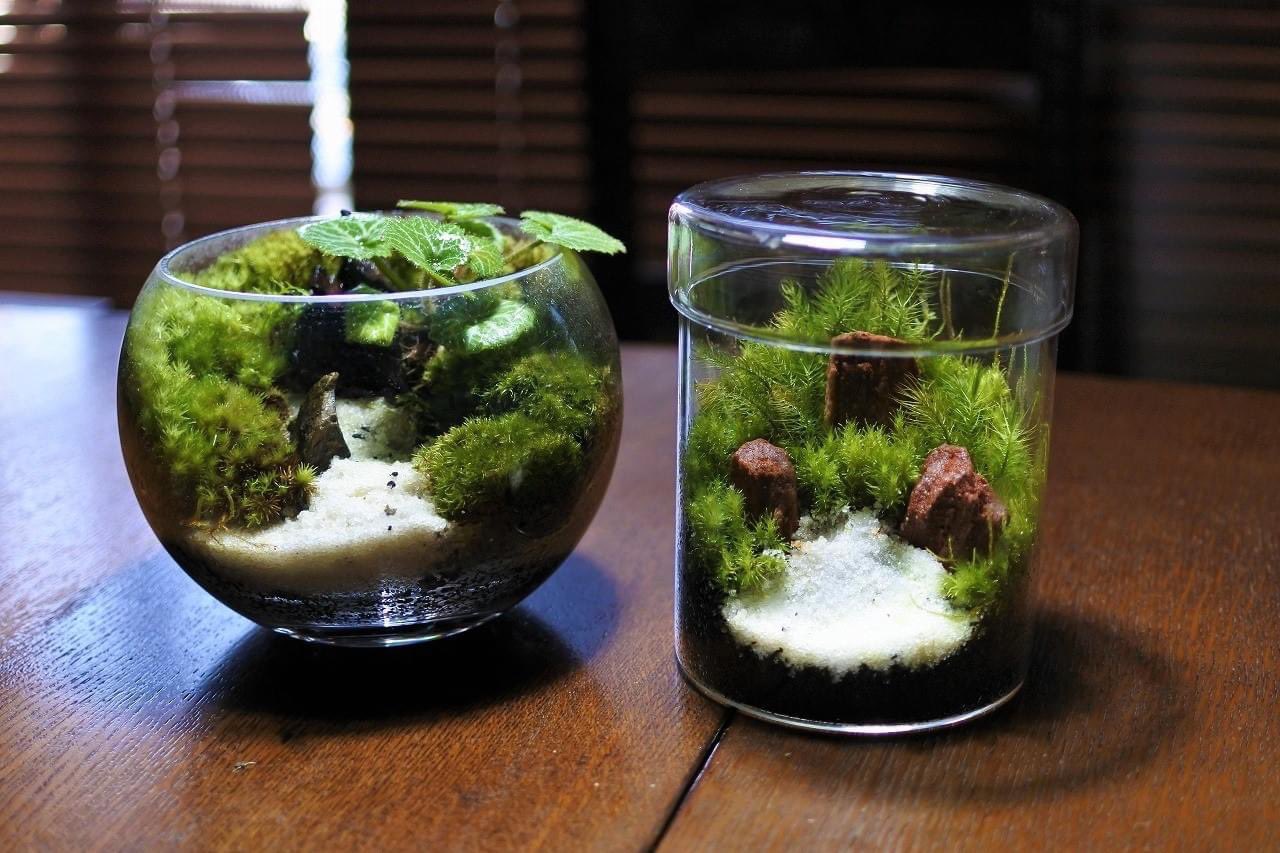 コケのインテリア コケリウム 暑くなってきましたね こんな時は化粧砂を使った涼しげな作品も良いですよね 季節の変わり目は植物たちの変化に十分注意してくださいね コケ 苔 コケリウム 苔リウム 苔テラリウム テラリウム パルダリウム 苔