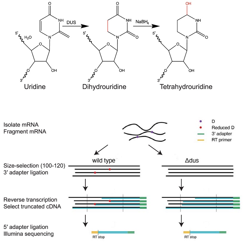 PLOS Biology (@plosbiology) on Twitter photo Novel method (D-seq) for transcriptome-wide high-res mapping of dihydrouridine reveals this #RNAmodification at new locations across the yeast transcriptome, suggesting broad role in folding functional RNA structures <a href="/a_draycott/">Austin Draycott</a> <a href="/GilbertLabRNA/">The Gilbert Lab</a> #PLOSBiology plos.io/3wR5Mta Novel method (D-seq) for transcriptome-wide high-res mapping of dihydrouridine reveals this #RNAmodification at new locations across the yeast transcriptome, suggesting broad role in folding functional RNA structures <a href="/a_draycott/">Austin Draycott</a> <a href="/GilbertLabRNA/">The Gilbert Lab</a> #PLOSBiology plos.io/3wR5Mta