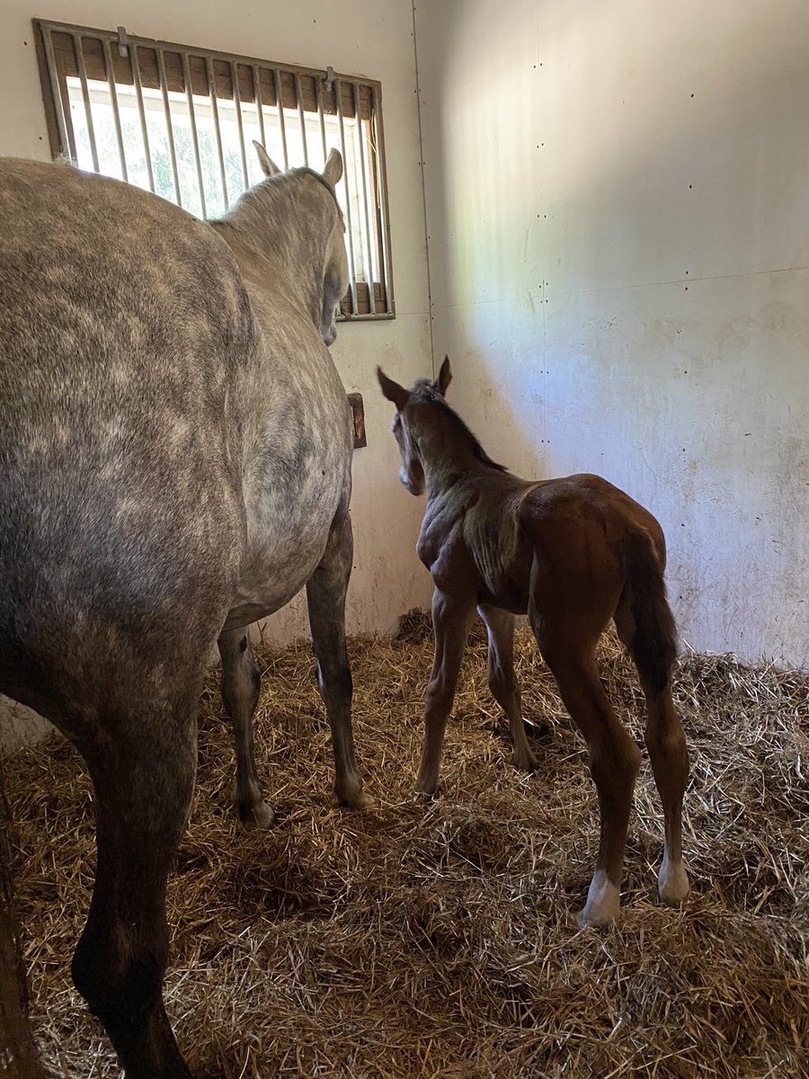 Sopivasti pikkuloman yhteyteen tallillemme saapui yöllä reipas prinsessa 💝  #koivulanratsutalli #varsakesä2022 #fwbhevonen