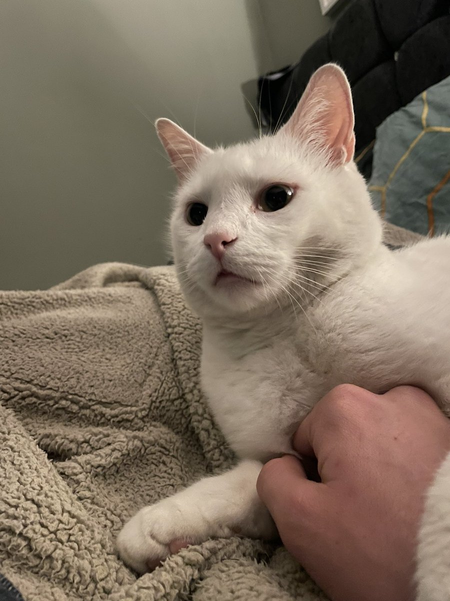 scottconcepp's tweet image. Nugz