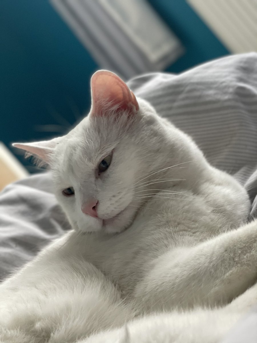 scottconcepp's tweet image. Nugz