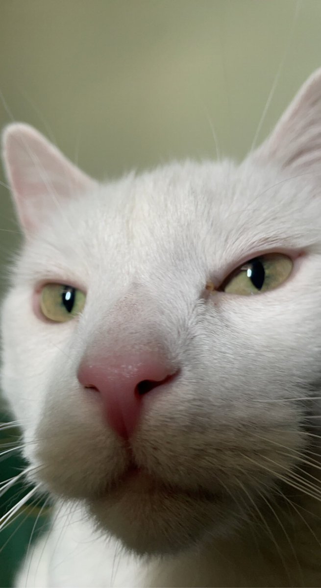 scottconcepp's tweet image. Nugz