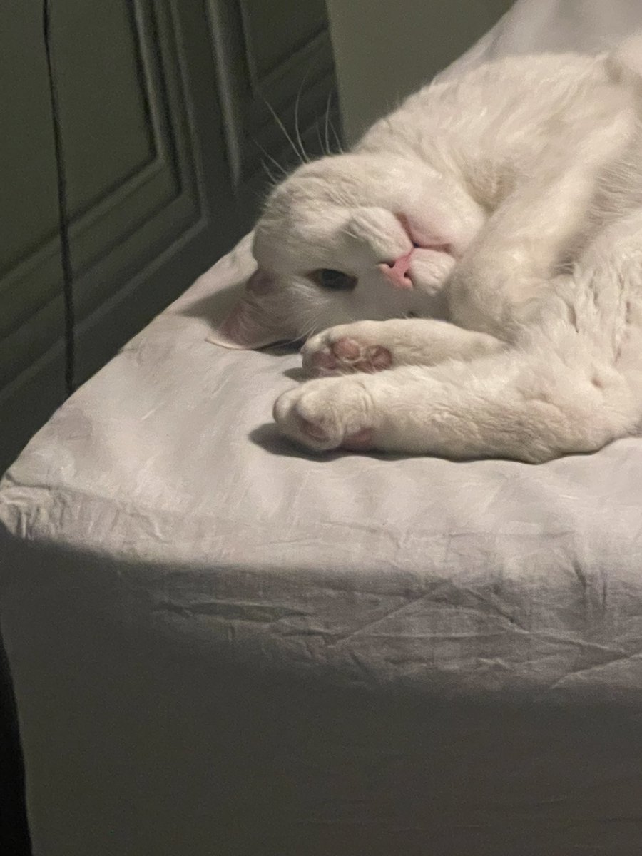 scottconcepp's tweet image. Nugz