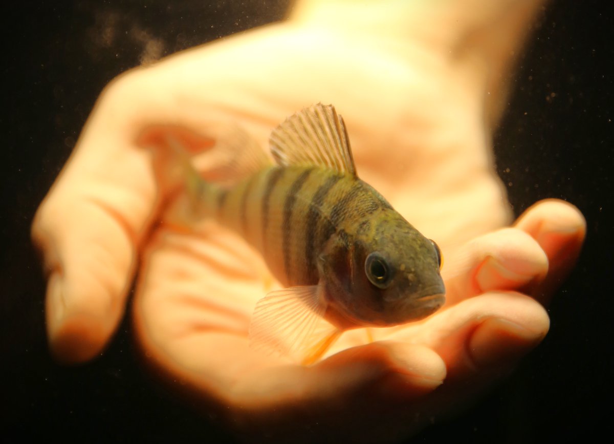 Our Team got new project!

Kate Palińska-Żarska got an interinstitutional project (between two our Institutions), funded by <a href="/NCN_PL/">Narodowe Centrum Nauki</a>) aiming at understanding circadian system in perch.

We will soon OPEN PhD POSITION! Interested? DM me:)

Photo: Kate's hand with our model fish