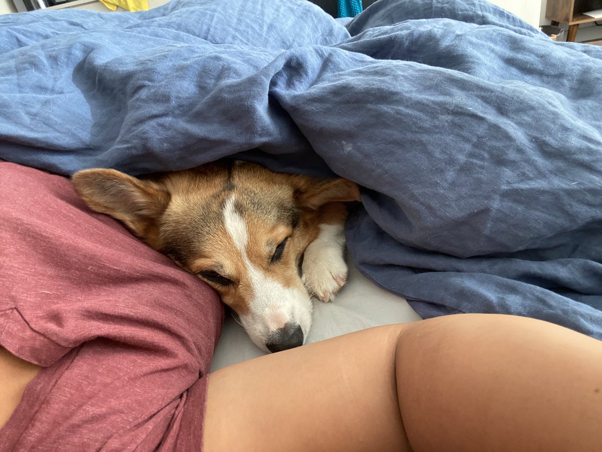 PAVGOD's tweet photo. kiss ur dog goodnight https://t.co/SGM3pAFgeZ