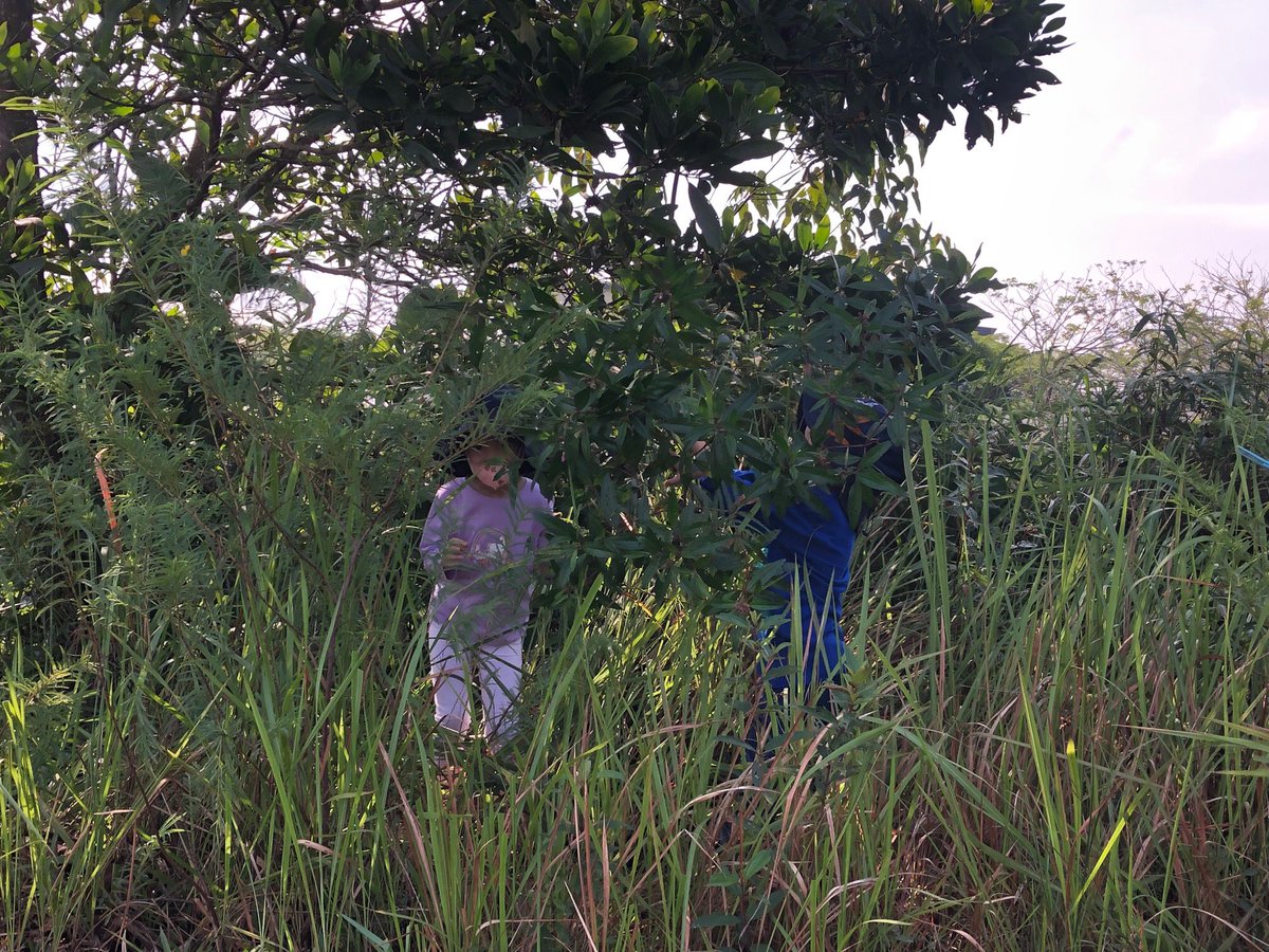 MCMPrepSchool's tweet image. Reception learned about seed distribution and made a new friend in Forest School today #adventure #learningbeyondtheclassroom @MCMPrePrep #learningiscaring