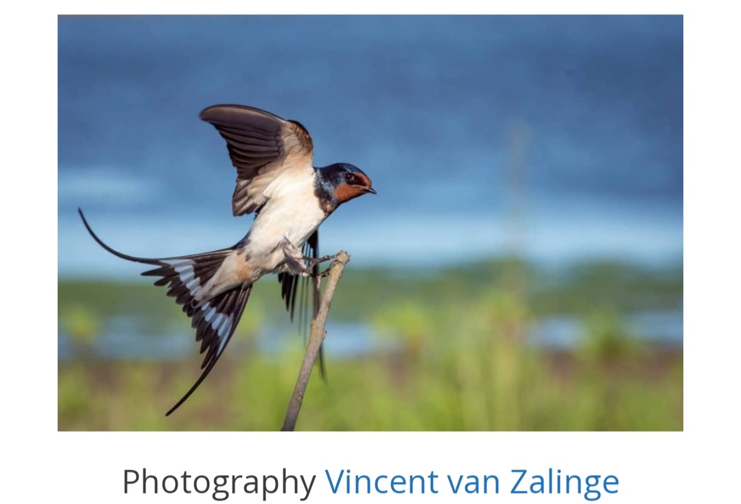 susmeds71's tweet photo. Ow, ow, ow; swallows have arrived here! Seen first ones yesterday 😀
Barn swallow ⬇️
#wildearth https://t.co/toYhv9XwKi