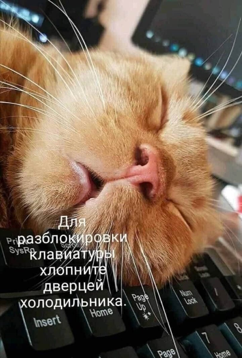 Котики для поднятия настроения