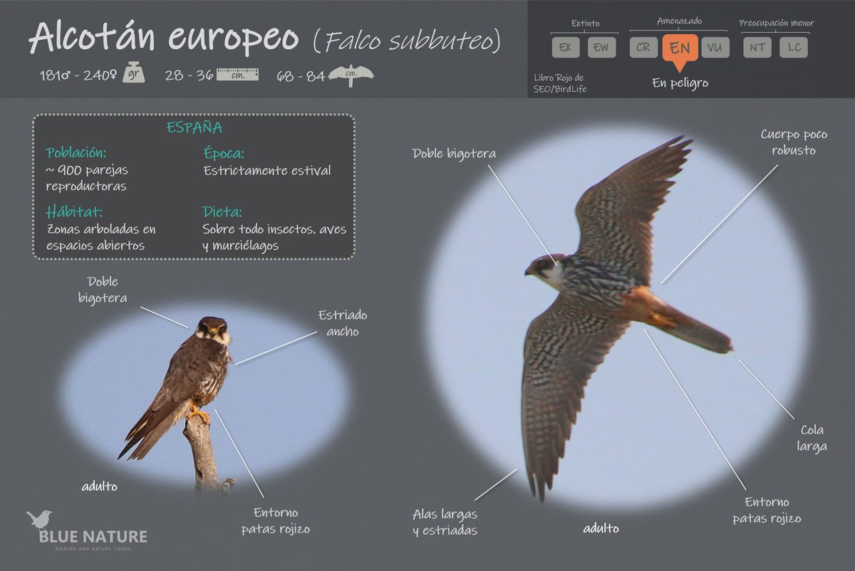 Hoy conocemos al alcotán europeo. Una de nuestras rapaces más amenazadas. Los datos de los últimos censos y los que se muestran en el atlas de <a href="/SEO_BirdLife/">SEO/BirdLife</a> son entristecedores. La intensificación agraria hace desaparecer sus hábitats y perjudica su dieta bluenature.es