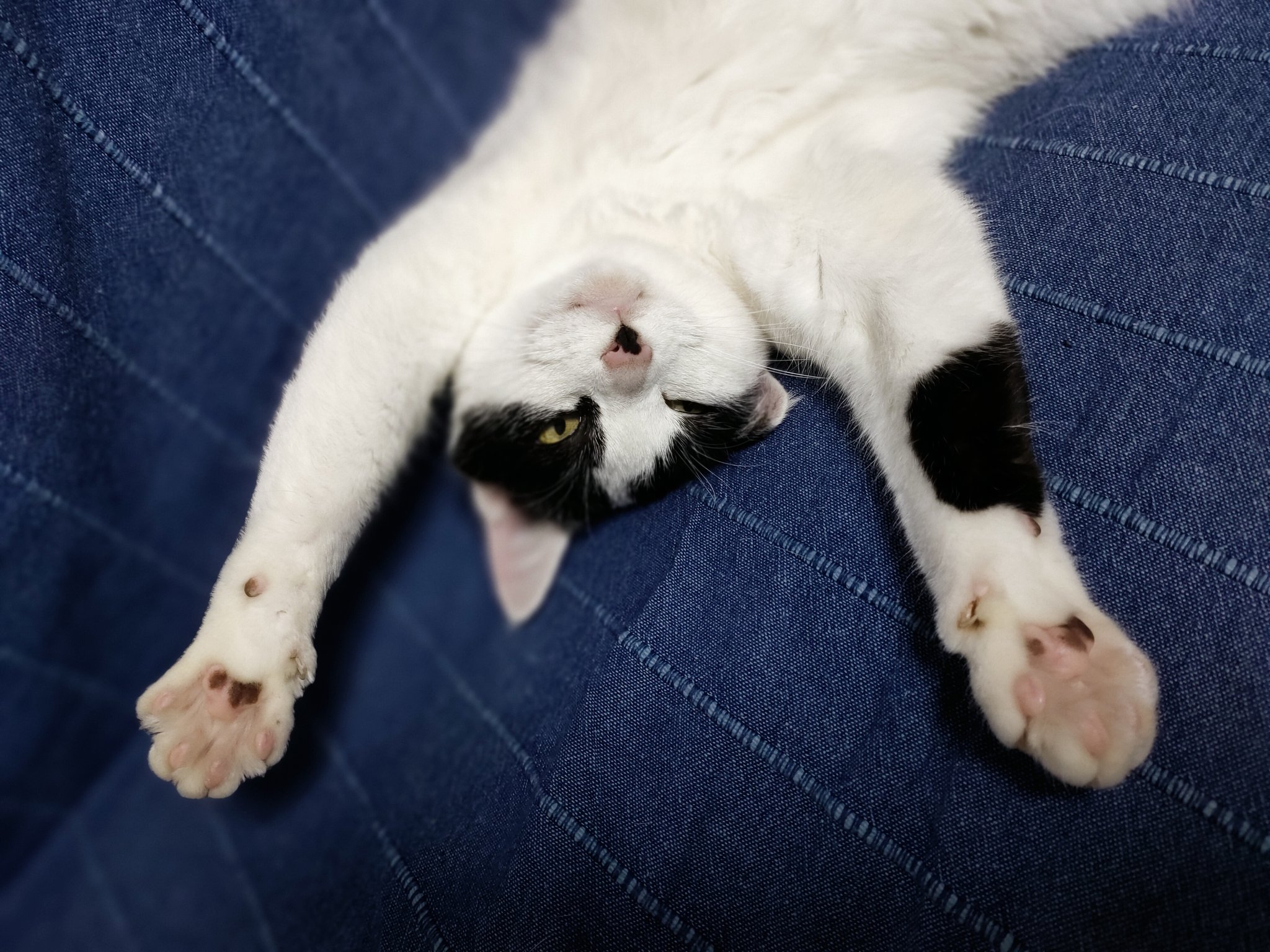 Sui 凜ちゃんの仰向け珍しいな 猫のいる暮らし 猫 大事な子 T Co Cbg46nmowq Twitter