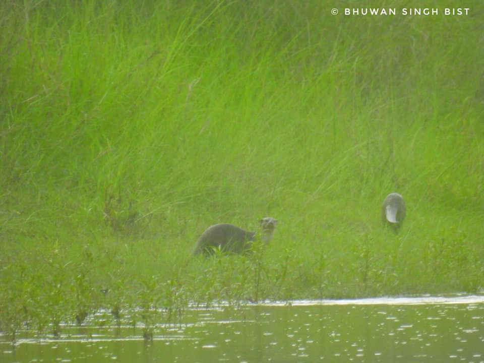 Happy World Otter Day !
#Aquaticmammal #Freshwaterecosystem #WetlandDependent