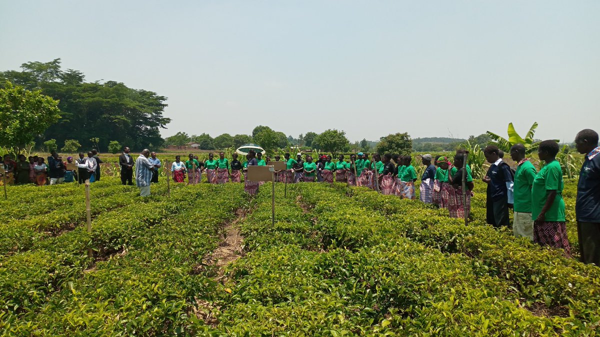 MICF_Malawi's tweet photo. AgriLab provides tailored soil nutrient recommendations for smallholder farmers; giving them the tools to improve their productivity and agribusiness incomes. Watch the latest MICF Impact Video to find out more https://t.co/vrjkaRY5XI 
@undpmalawi @KfW_int @PhatisaGroup https://t.co/cjOZQKZkYt
