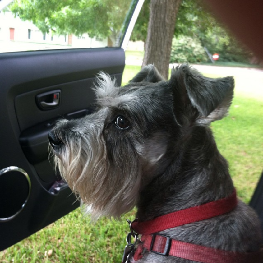 ChefSJ's tweet photo. @jessi_asli I counter with "never cancel dog park day on a schnauzer" #iwasscared #shewaspissed https://t.co/vw5FNE62aa