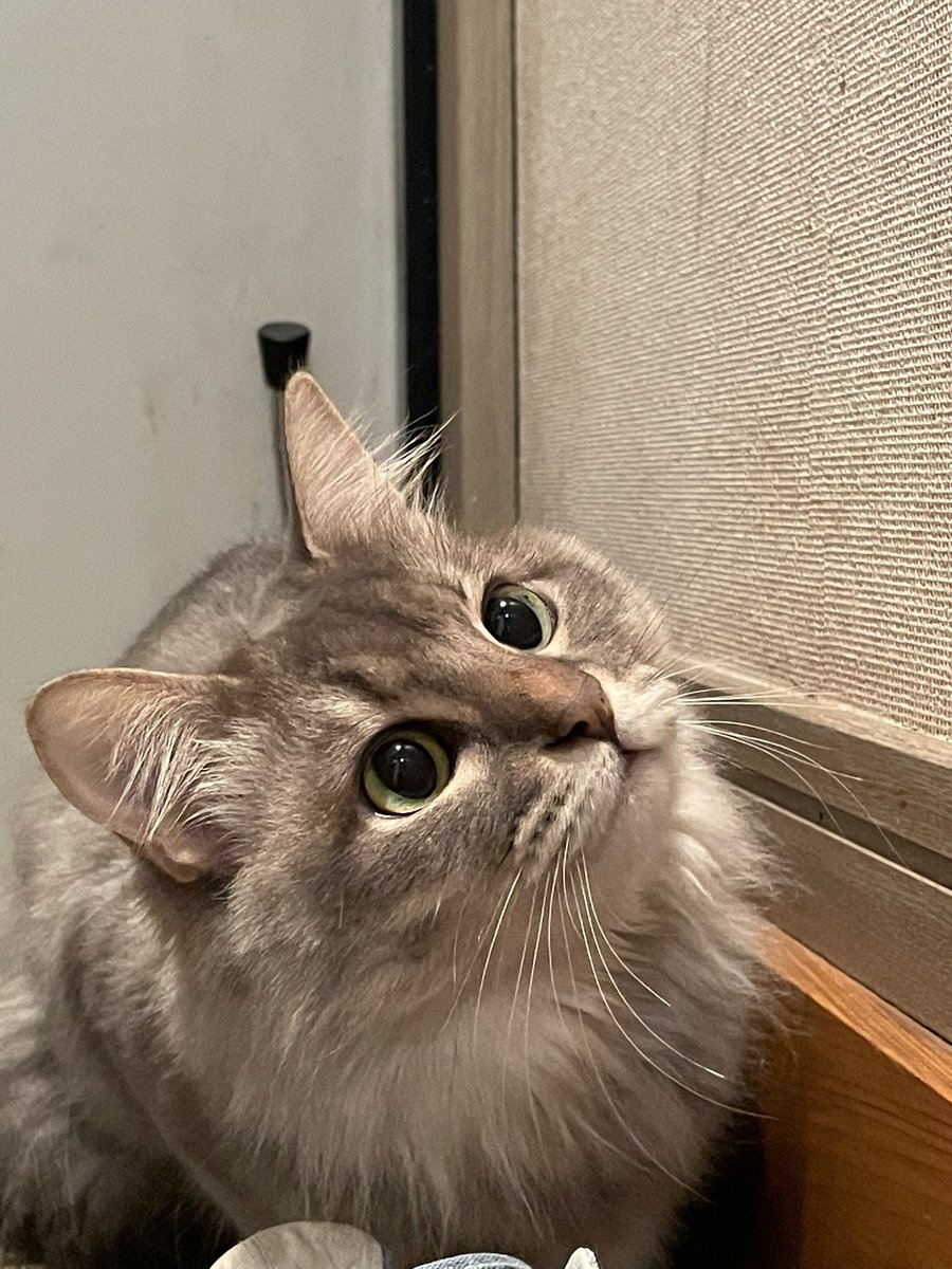 これが完璧な やんのかステップ クセ強めの猫さんの動きに プロじゃん 華麗で芸術的 と大絶賛 Togetter