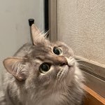 リアルに近づいてくる子ザメ 噛まれる と思いきや あんよがジョーズ で ハチャメチャに可愛い ので見てほしい Togetter