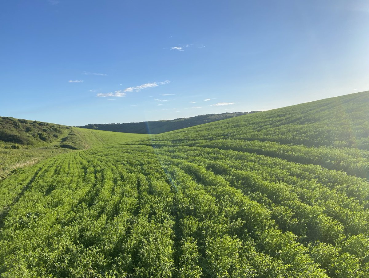 sussexfarming's tweet photo. Been a few years since we’ve had a spring  that’s  really suited #linseed . Amazing how quickly it gets to box hedge stage on wide rows when it’s happy https://t.co/3aLMrAQmXF