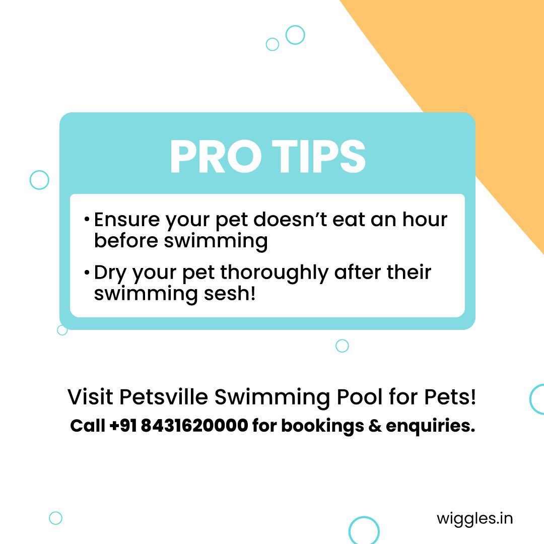 Make the most of summers ☀️ before they're gone!
What would you add to your pet's pool party? 🐶
.
.
.
.
#summer #pool #wigglesindia #Trending #Doglovers