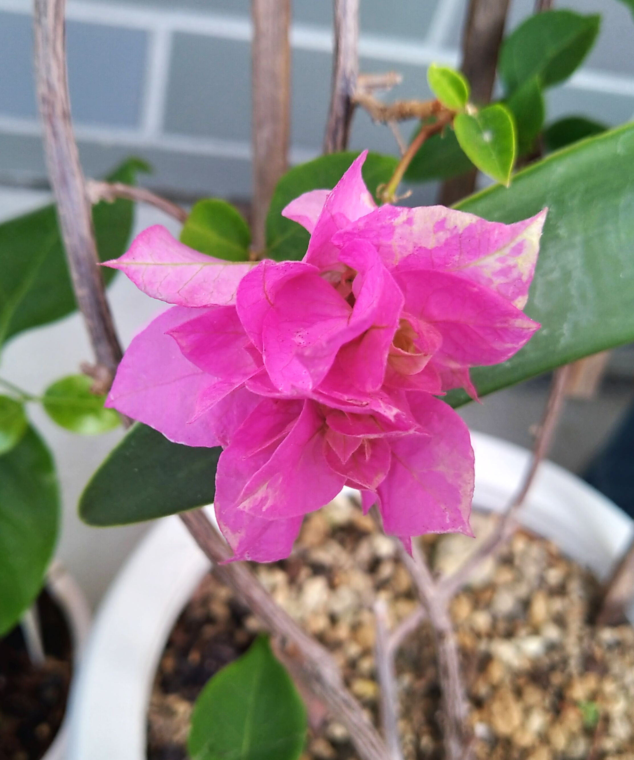 花期 Twitter Search Twitter