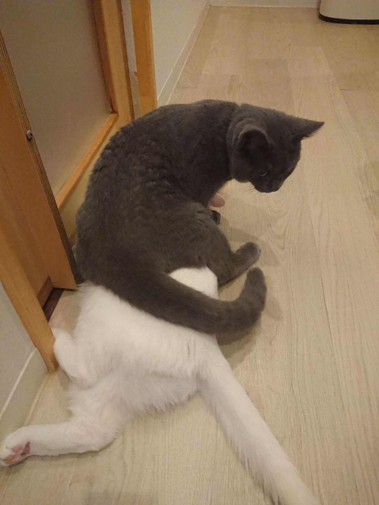 猫カフェ Cat Tail 大阪 西心斎橋 難波 トリュフと遊んでくれるお客様募集中 お客様が少なくて元気があり余ってます ミルクはとうとう力尽きました笑 By Staff Hk 大阪市中央区西心斎橋2 7 25竹内ビル2f 11 00 15 19 00l O ネコカフェ
