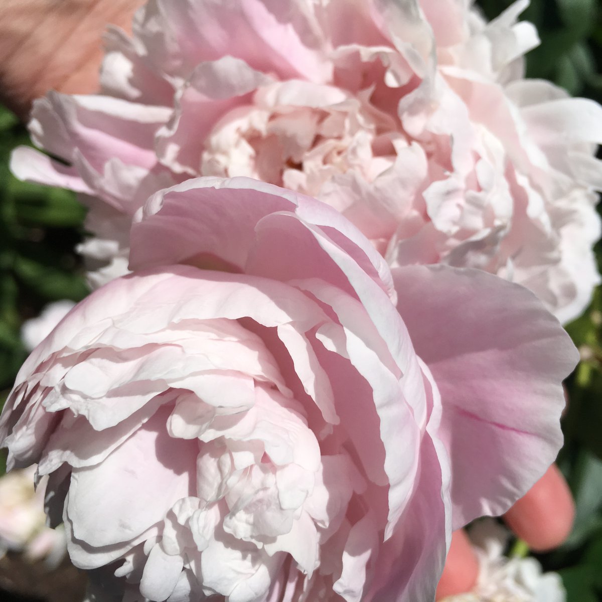 jzikah's tweet photo. It's a beautiful world. 
#BeautifulWorld 

Try to take time everyday
to stop and smell the flowers
along the way... 
#ShapeYourBrain https://t.co/2vM1EMWMbc