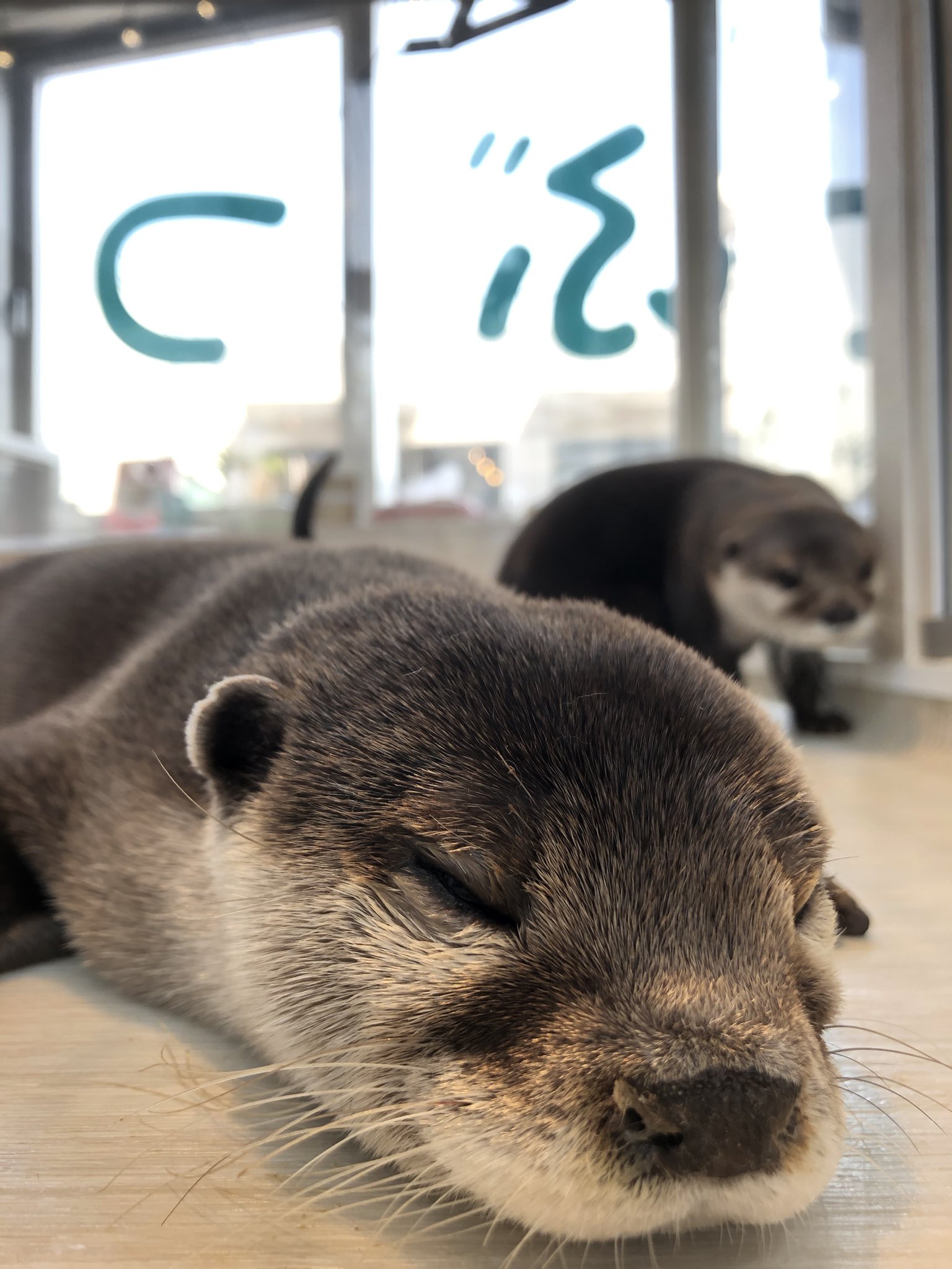 カワウソカフェ Harry原宿テラス店 可愛い寝顔のショットが撮れました カワウソ 수달 かわうそ 川獺 獺 Otter カワウソカフェ Otter チンチラ Chinchilla 原宿 観光スポット デート 癒し 旅行 T Co Kl8jwddj5r Twitter