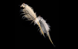 jabwemeet's tweet photo. #SeaMonkeyDay #awareness
Sea monkeys, a type of brine shrimp, make a popular childrenโs pet that you can order, hatch, and raise at home, which helps kids learn responsibility. https://t.co/DN1F4568ev