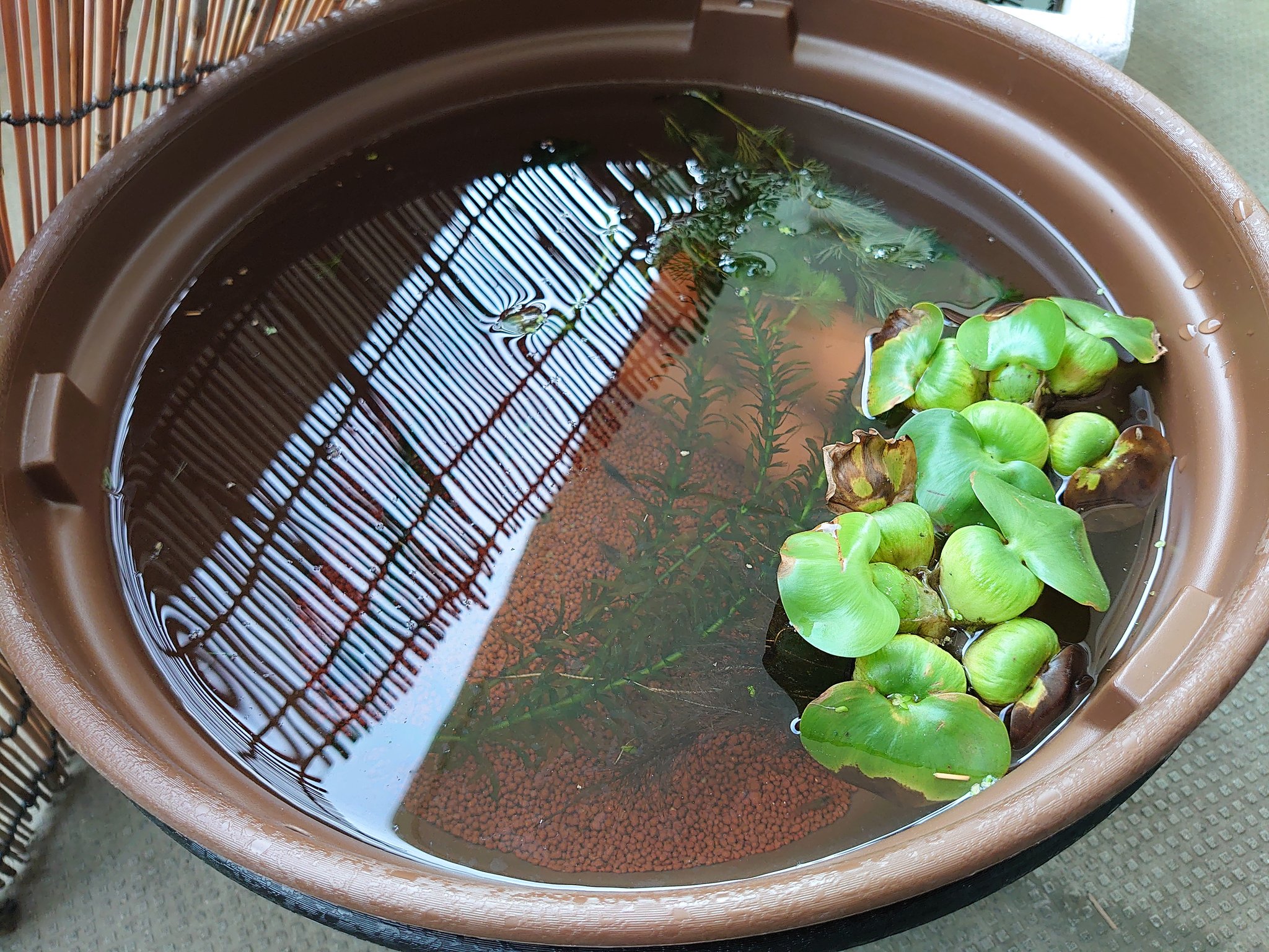 Apotheker Ok パイロットフィッシュ エビ 投入 エビよりメダカの方がはるかに環境に強いですが めだか メダカ ミナミヌマエビ T Co Jboozuwnhs Twitter