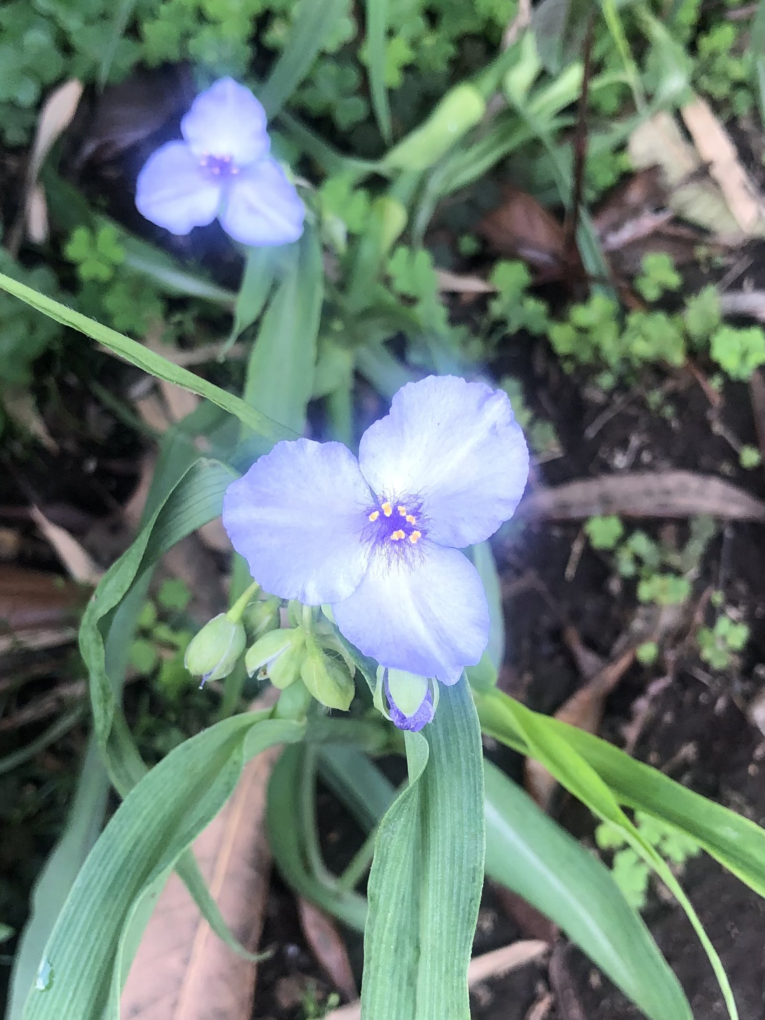 外塚 潔 満開 ムラサキツユクサの花 1日で枯れてしまう 切なさから 紫露草の花言葉は ひとときの幸せ 間もなく梅雨入りすると 蕾が次々と開花して 力強さを感じます T Co Ntexfkxjbk Twitter